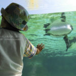 ［6］ペンギンの泳ぐ姿は弾丸のよう！？