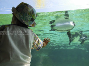 ［6］ペンギンの泳ぐ姿は弾丸のよう！？