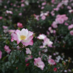 ［6］見て楽しい、薫って嬉しい秋の薔薇