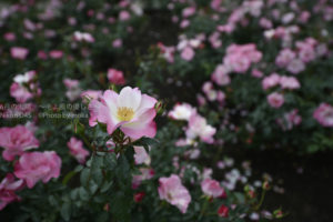 ［6］見て楽しい、薫って嬉しい秋の薔薇