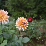 ［6］2015年でもっとも美しい花！？