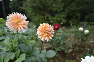 ［6］2015年でもっとも美しい花！？