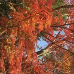 ［6］秋の紅葉を満喫！！