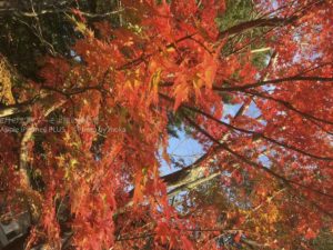 ［6］秋の紅葉を満喫！！