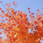 ［6］見上げた空に広がる真っ赤な秋