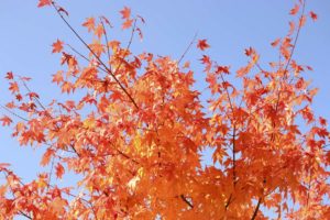 ［6］見上げた空に広がる真っ赤な秋