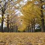 ［6］黄色いトンネルとイチョウの絨毯