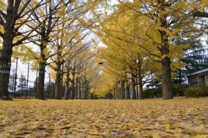 ［6］黄色いトンネルとイチョウの絨毯