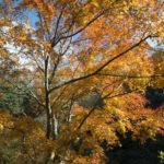 ［6］今年の紅葉は、微妙な状況・・・
