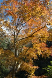 ［6］今年の紅葉は、微妙な状況・・・
