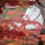 ［6］本土寺が誇る、見事な紅葉