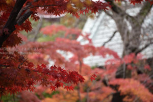 ［6］本土寺が誇る、見事な紅葉