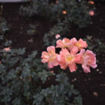 ［6］秋の定番、薔薇の花！