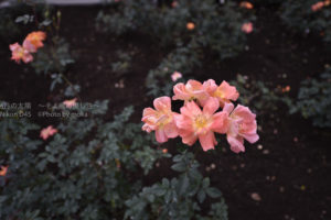 ［6］秋の定番、薔薇の花！