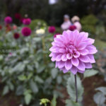 ［6］秋のダリア祭り