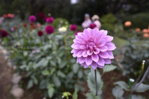 ［6］秋のダリア祭り