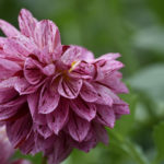 ［6］続・秋のダリア祭り