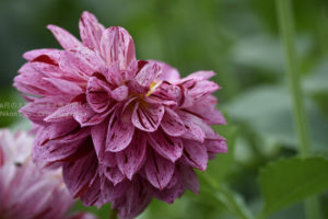 ［6］続・秋のダリア祭り