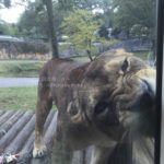 ［6］ライオンバスに乗って！！