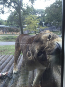 ［6］ライオンバスに乗って！！