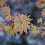［6］榛名神社と紅葉のコラボレーション