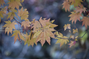［6］榛名神社と紅葉のコラボレーション