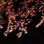 ［6］闇夜に浮かぶ真っ赤なモミジ