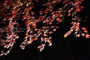 ［6］闇夜に浮かぶ真っ赤なモミジ