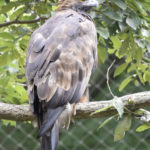 ［6］富士山の次の縁起物は「鷹」