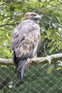 ［6］富士山の次の縁起物は「鷹」