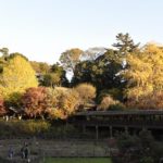 ［6］2015年の紅葉の締めくくり