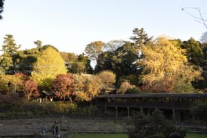 ［6］2015年の紅葉の締めくくり
