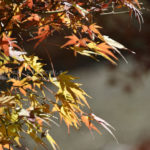 ［6］東京の紅葉は、12月半ばの今が見頃です！