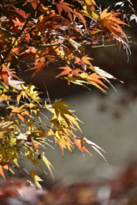 ［6］東京の紅葉は、12月半ばの今が見頃です！