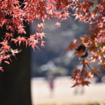 ［6］紅葉を見ていると、秋に戻ったような感覚