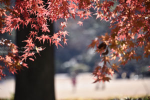 ［6］紅葉を見ていると、秋に戻ったような感覚