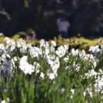［6］12月の日差しを浴びて、白く輝く水仙の花
