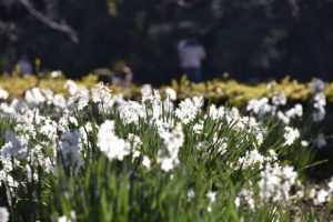 ［6］12月の日差しを浴びて、白く輝く水仙の花