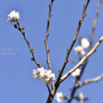 ［6］年の瀬に、子宝を呼ぶ子福桜