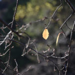 ［6］必死で木にぶら下がるオレンジ色の葉