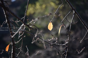 ［6］必死で木にぶら下がるオレンジ色の葉