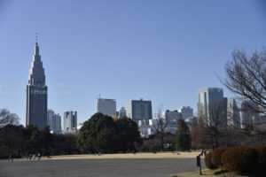 ［6］冬空の晴れた日に新宿御苑を散歩