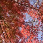 ［6］真っ赤に色づく新宿御苑の紅葉