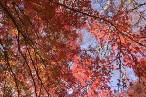 ［6］真っ赤に色づく新宿御苑の紅葉