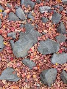 ［6］落ち葉で感じる冬の到来