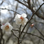 ［6］平年よりもだいぶ早い、梅の花の開花！