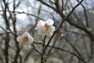 ［6］平年よりもだいぶ早い、梅の花の開花！