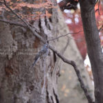 ［6］2016は野鳥に挑戦！？