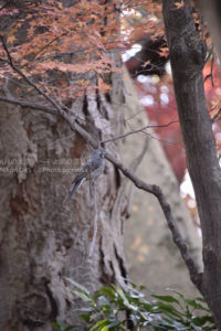 ［6］2016は野鳥に挑戦！？