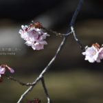 ［6］2016年の桜は早い！？